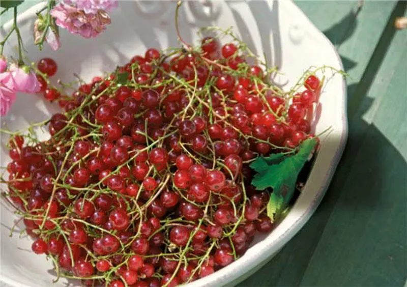 Sommer Erdbeeren Minze Walderdbeeren plus Stachelbeere Baiser Früher Apfel - фото 3