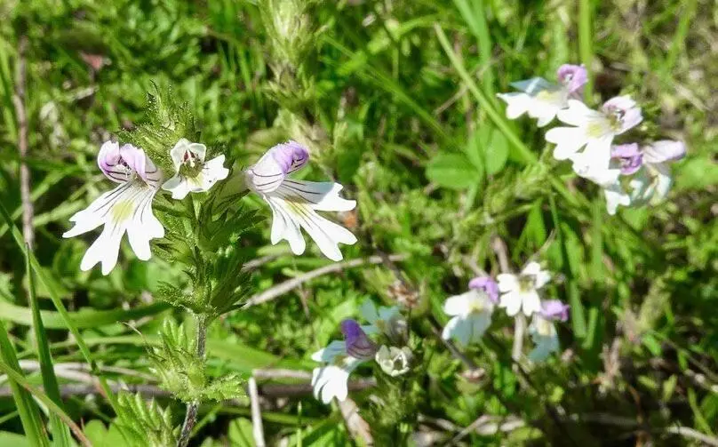 Augentrost Euphrasia officinalis Sommerwurzgewächse Indikatorpflanze für - фото 48