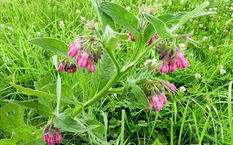 Beinwell Symphitum officinale Raublattgewächse Verwendete Pflanzenteile - фото 69