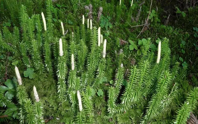 BärlappKeulenBärlapp Lycopodium clavatum Verwendete Pflanzenteile - фото 57