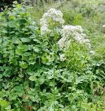 Als Schlaftee wird folgende Mischung empfohlen Baldrianwurzeln und - фото 55