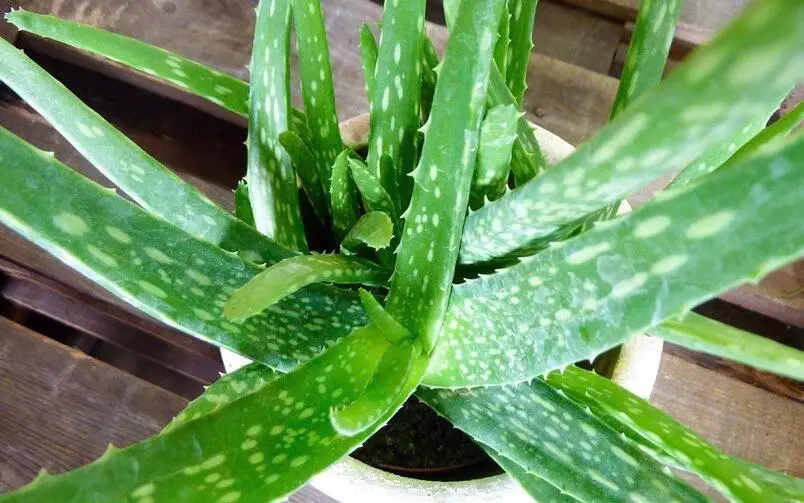 Aloe vera Affodillge wächse Verwendete Pflanzenteile Das Gel im Blattinneren - фото 43