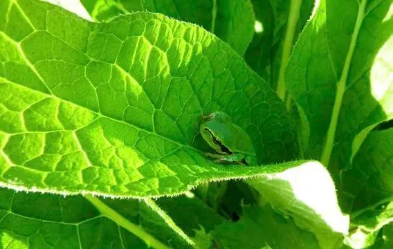 Ein Laubfrosch gut getarnt im Beinwellblatt Конец ознакомительного фрагмента - фото 71