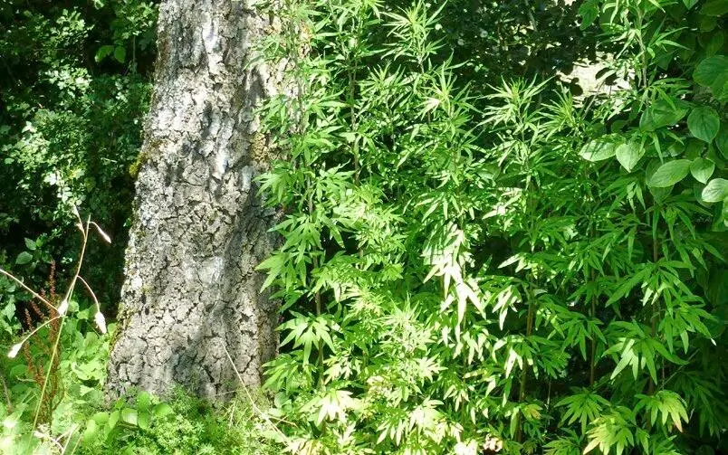 Beifuß Artemisia vulgaris Korbblütengewächse Verwendete Pflanzenteile Die - фото 64
