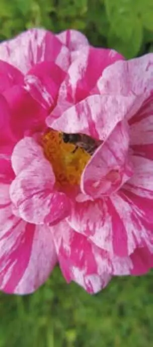 Die Essig oder Apothekerrose leuchtet in allen Rottönen von rosa bis tief - фото 44