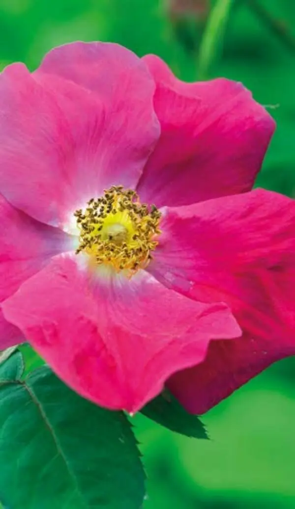 Die schöne Mutter und ihre 30 000 Töchter Die Rosa gallica macht den Anfang - фото 3