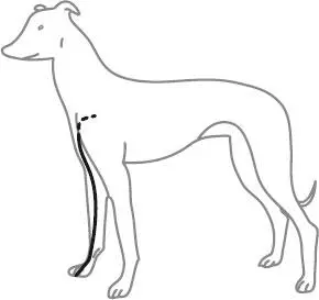 Beispiel 1 für ein empfohlenes Balancing LungenMeridian Tiere mit - фото 9