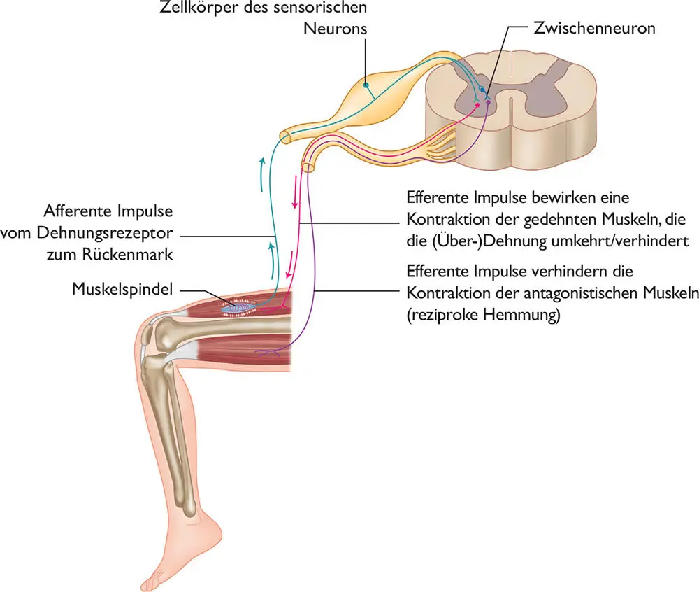 Der Dehnungsreflexbogen Nach dem Training sollte die Dehnung als Teil des - фото 28