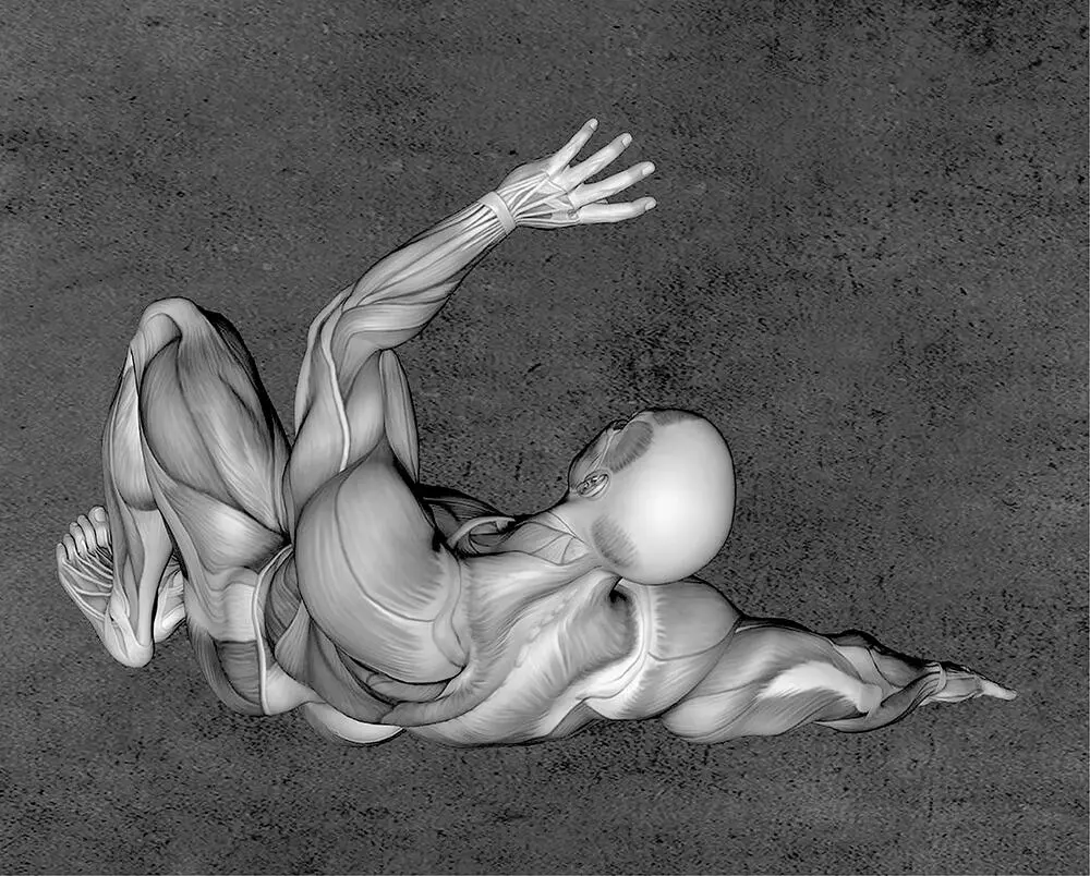 Grundlagen der Anatomie Конец ознакомительного фрагмента Текст предоставлен - фото 70