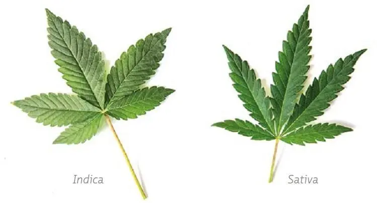 Cannabis sativa Sie ist die wohl besterforschte Hanfpflanze Die benötigte - фото 4