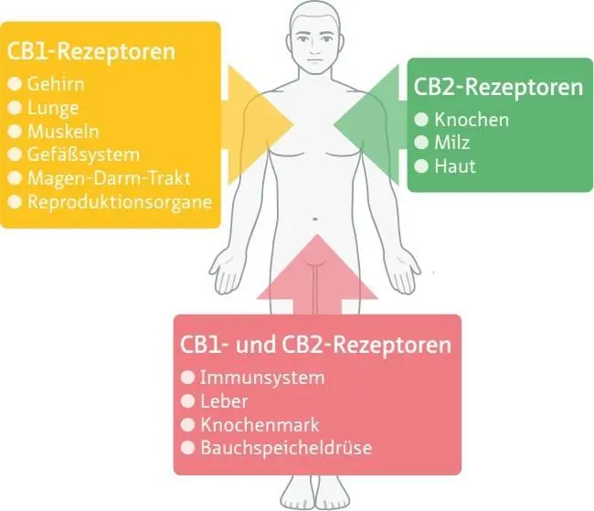 In der Folge konnte noch ein zweites Endocannabinoid erforscht werden - фото 6