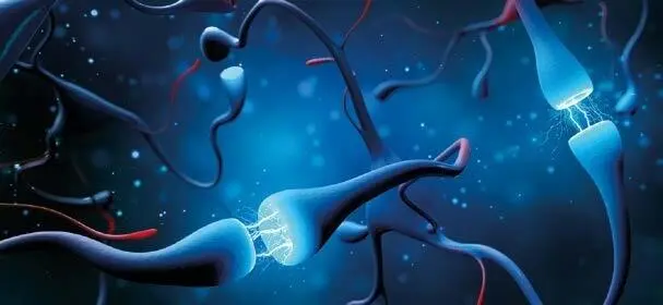 Synapsen und Nervenzellen senden elektrische chemische Signale Конец - фото 7