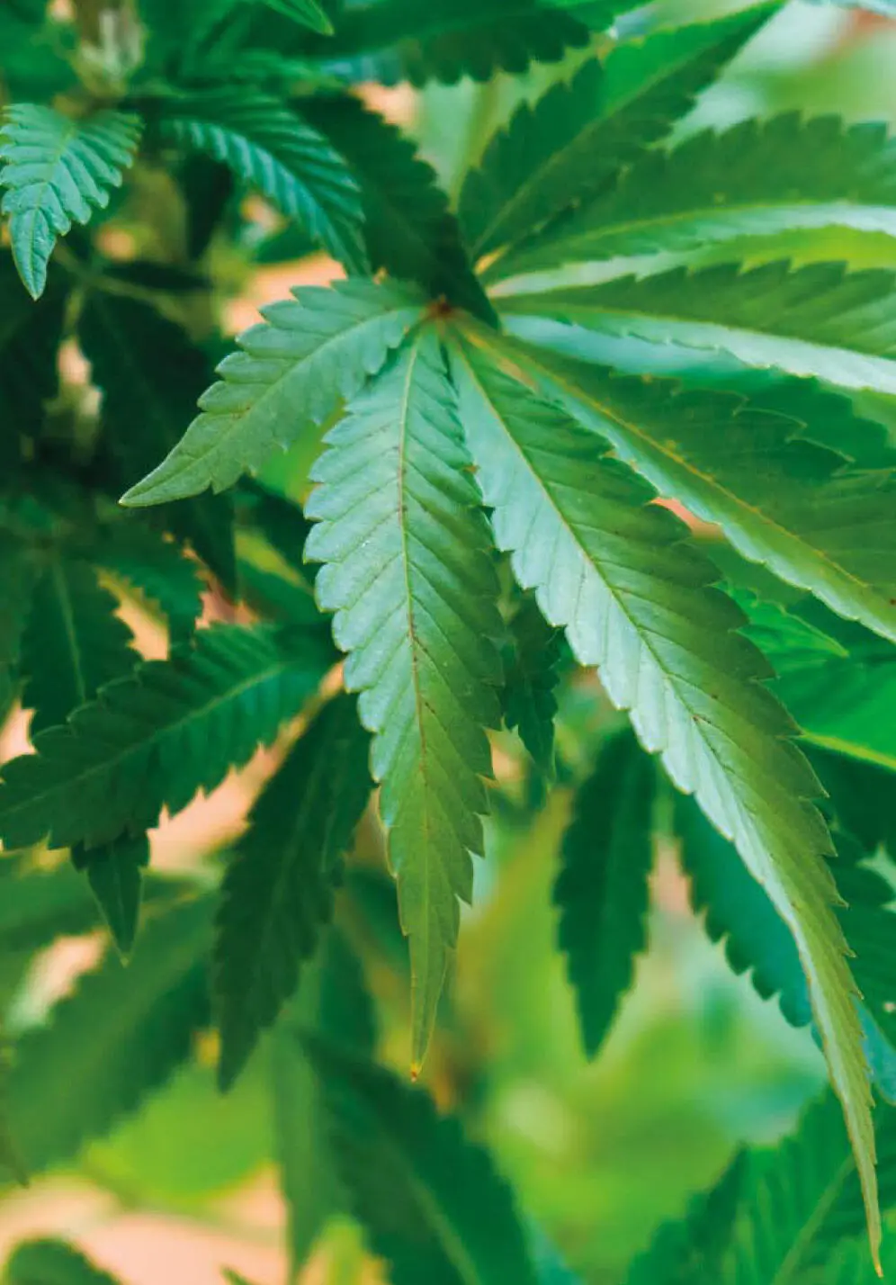CBD ein Wirkstoff mit viel Potenzial Einer der etwa 600 Inhaltsstoffe der - фото 2