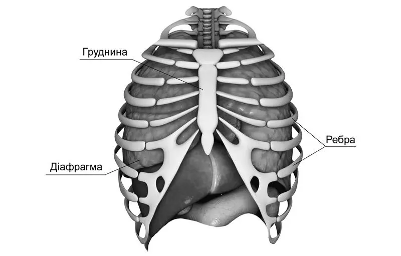 Рис 2 Кісткова грудна клітка й діафрагма Гладка мускулатура діафрагми - фото 2