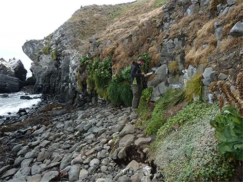 Figure 19 This littoral cliff at Pointe Suzanne Îles Kerguelen covered - фото 10