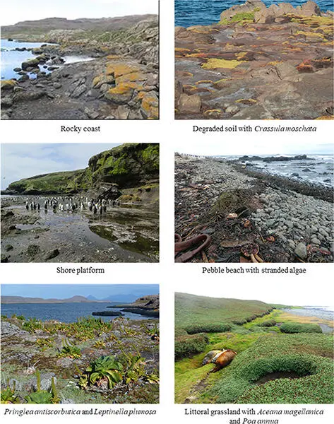 Figure 18 Seaedge habitats photos M Hullé Figure 19 This littoral - фото 9