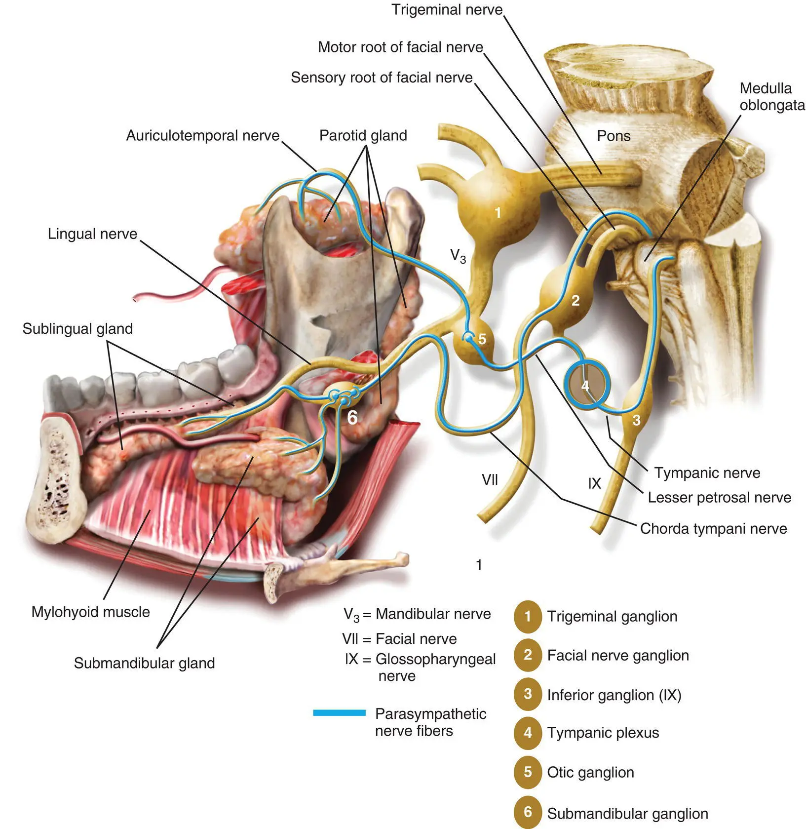 Figure 19 The parasympathetic innervations of the salivary glands The - фото 14