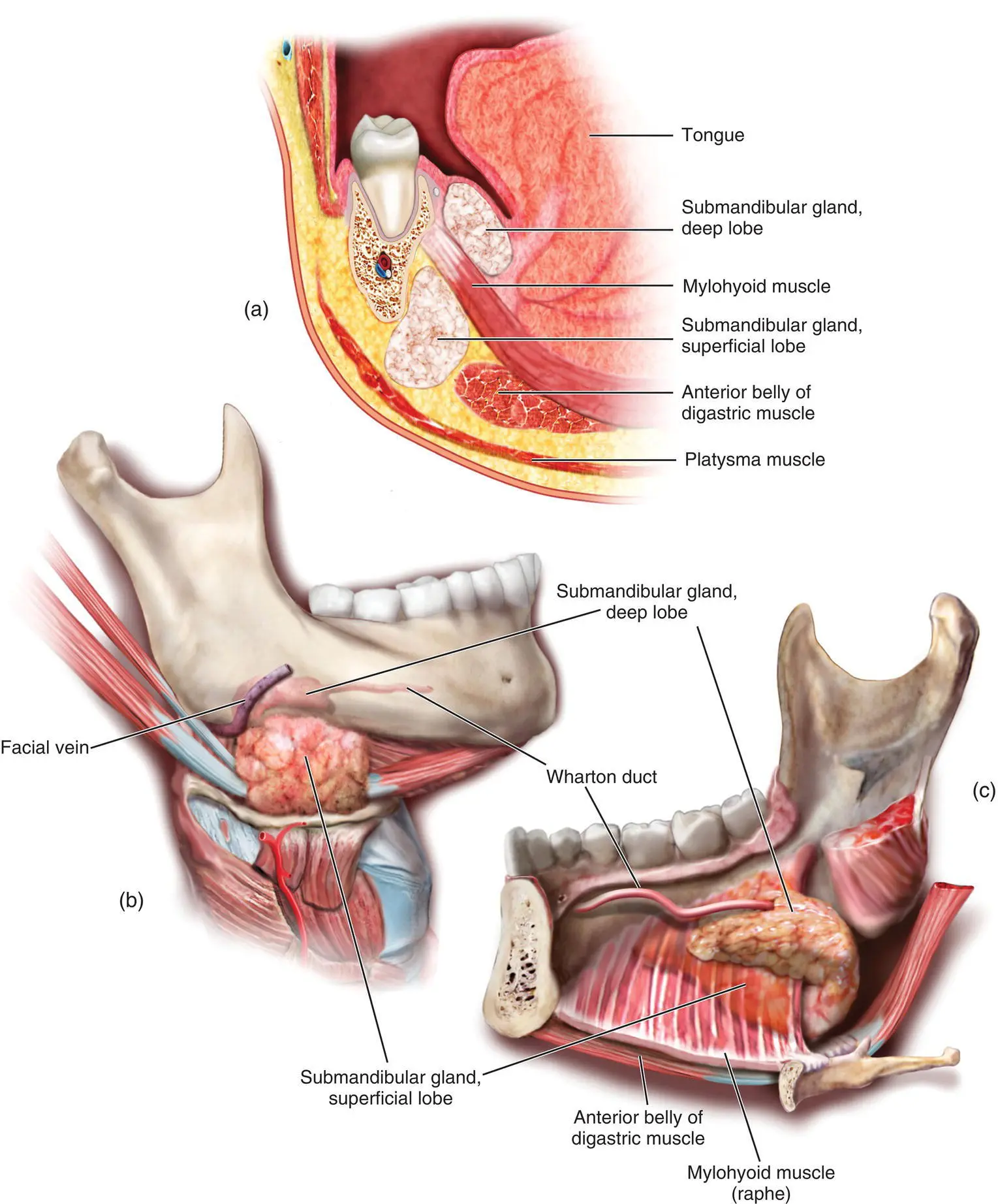 Figure 110 The relationship of the superficial and deep lobes of the - фото 15