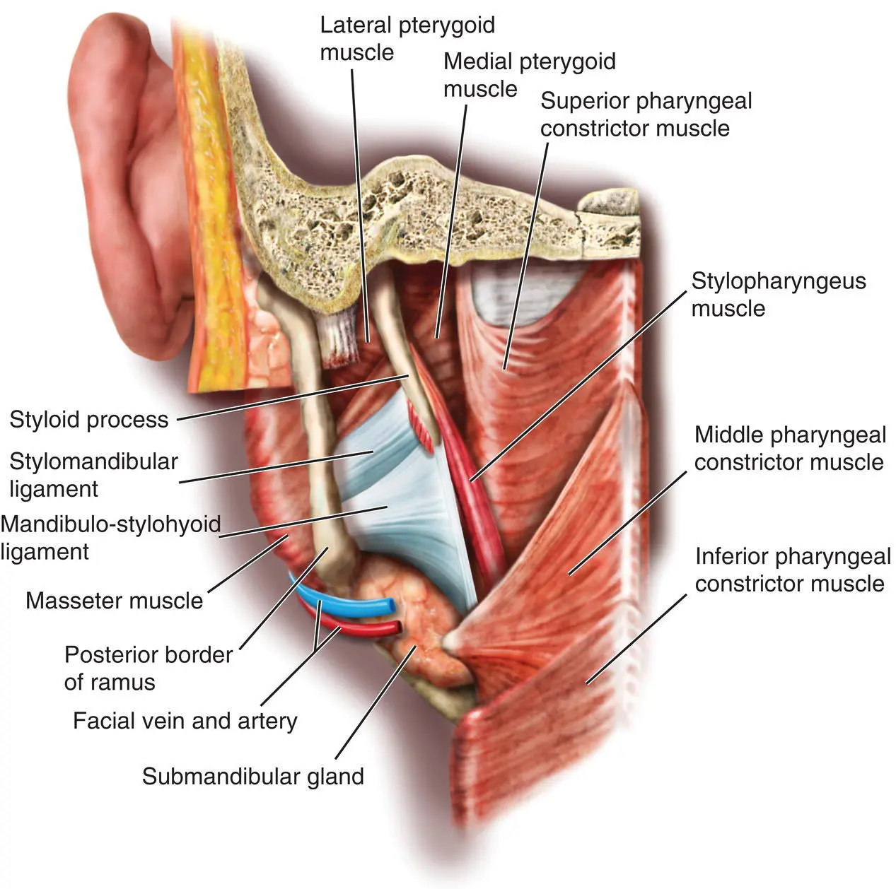 Figure 13 The mandibulostylohyoid ligament The fascia that covers the - фото 8