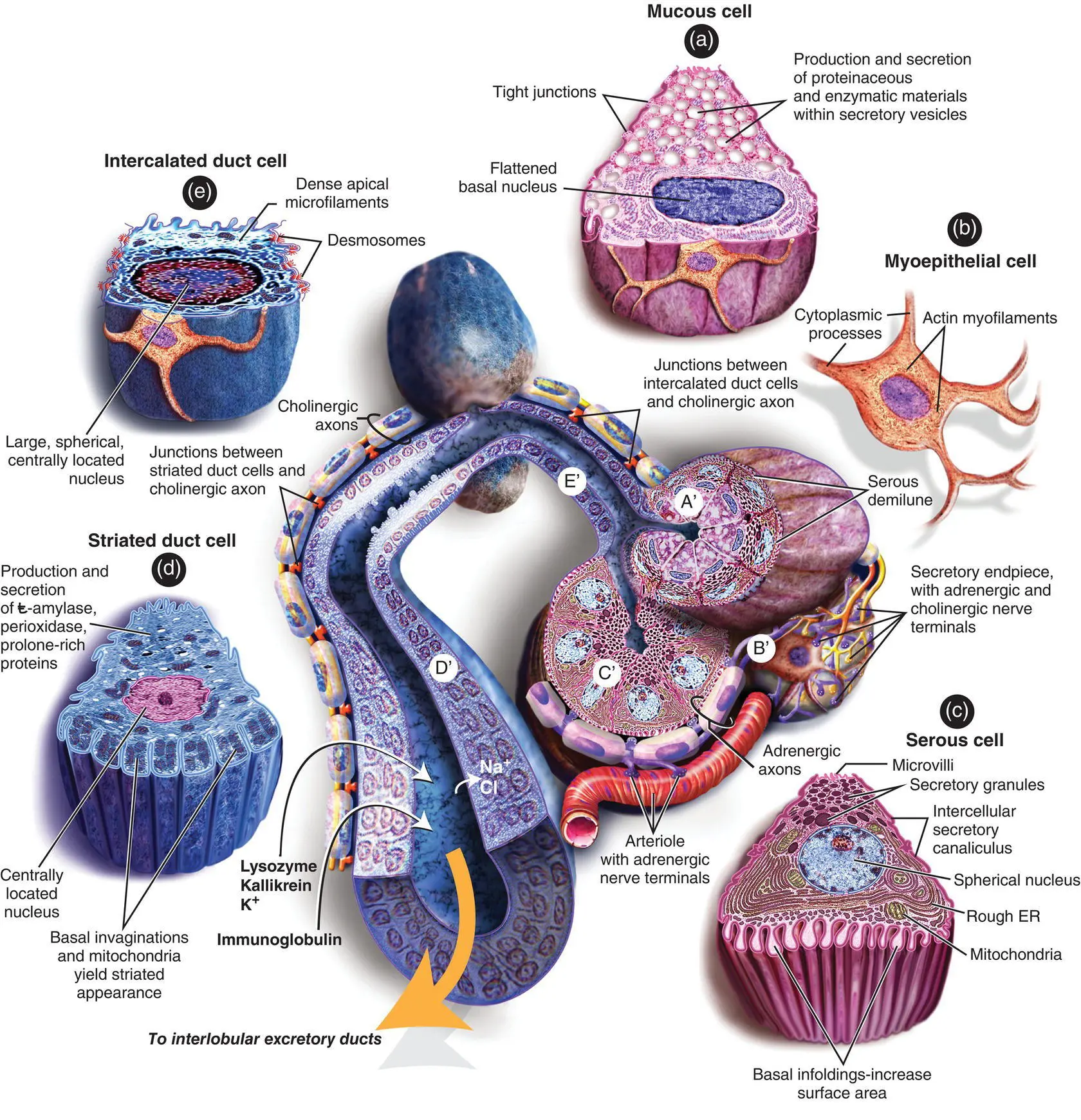 Figure 114 Diagram showing the histology of the major components of the - фото 19