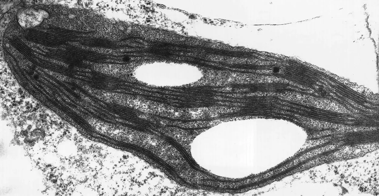 Figure 25 Electron micrograph of chloroplast from tobacco Source Courtesy - фото 12
