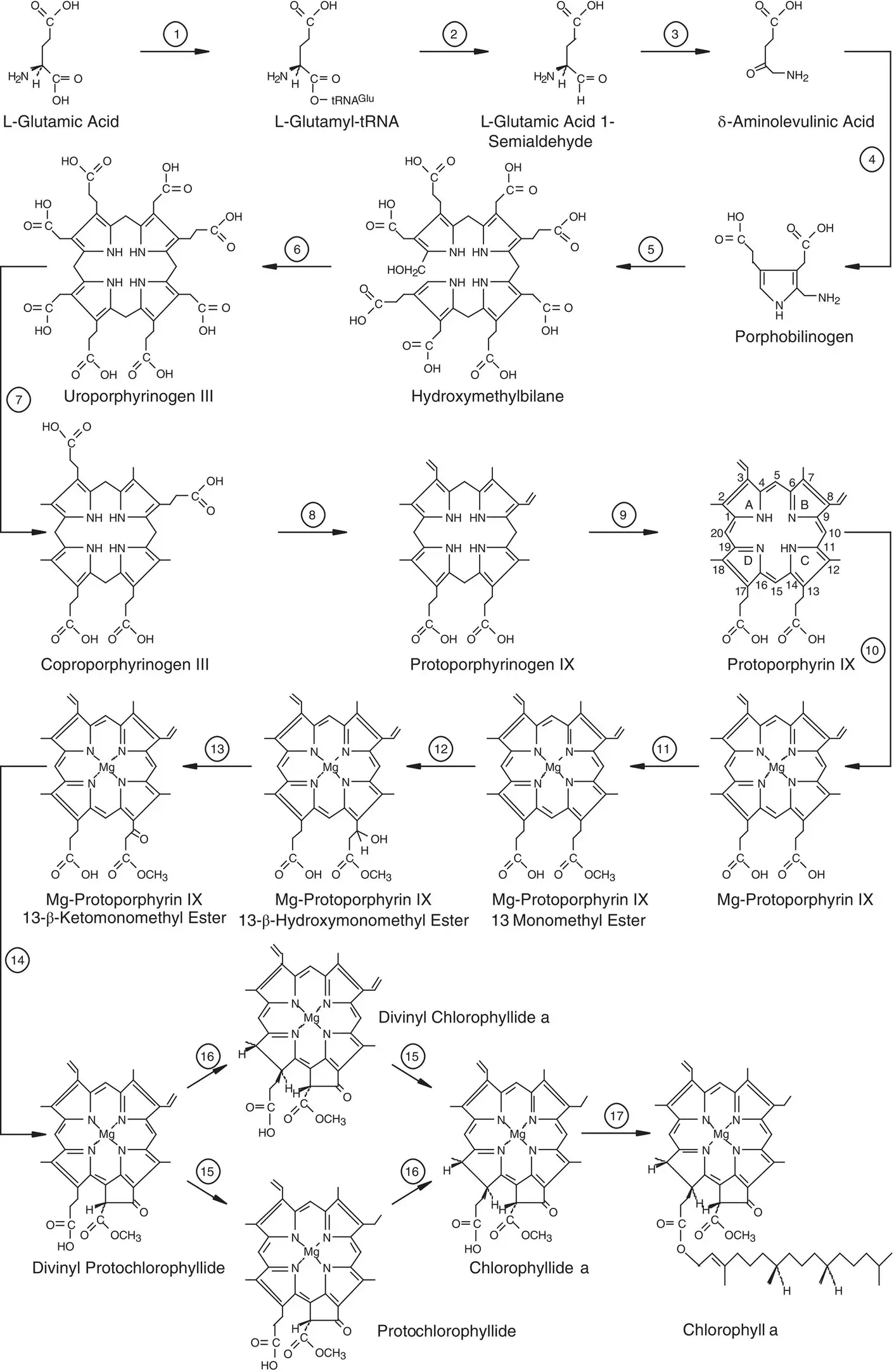 Figure 46 Outline of chlorophyll a biosynthesis from glutamate The enzymes - фото 33