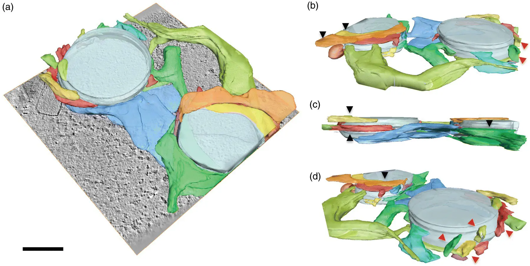Figure 27 Electron microscopic tomographic surface representation of the - фото 14