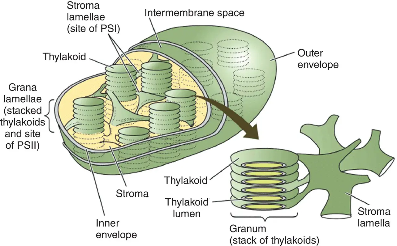 Figure 26 Schematic diagram of a chloroplast showing the inner and outer - фото 13