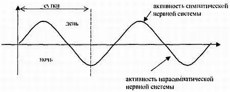 Периодичность смены тонуса симпатической и парасимпатической нервных систем - фото 2