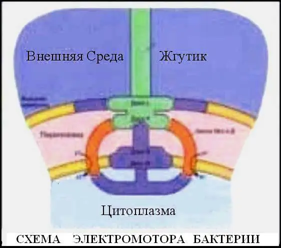 Затем в прессе демонстрировались и фотографии бактерий оснащенных - фото 2