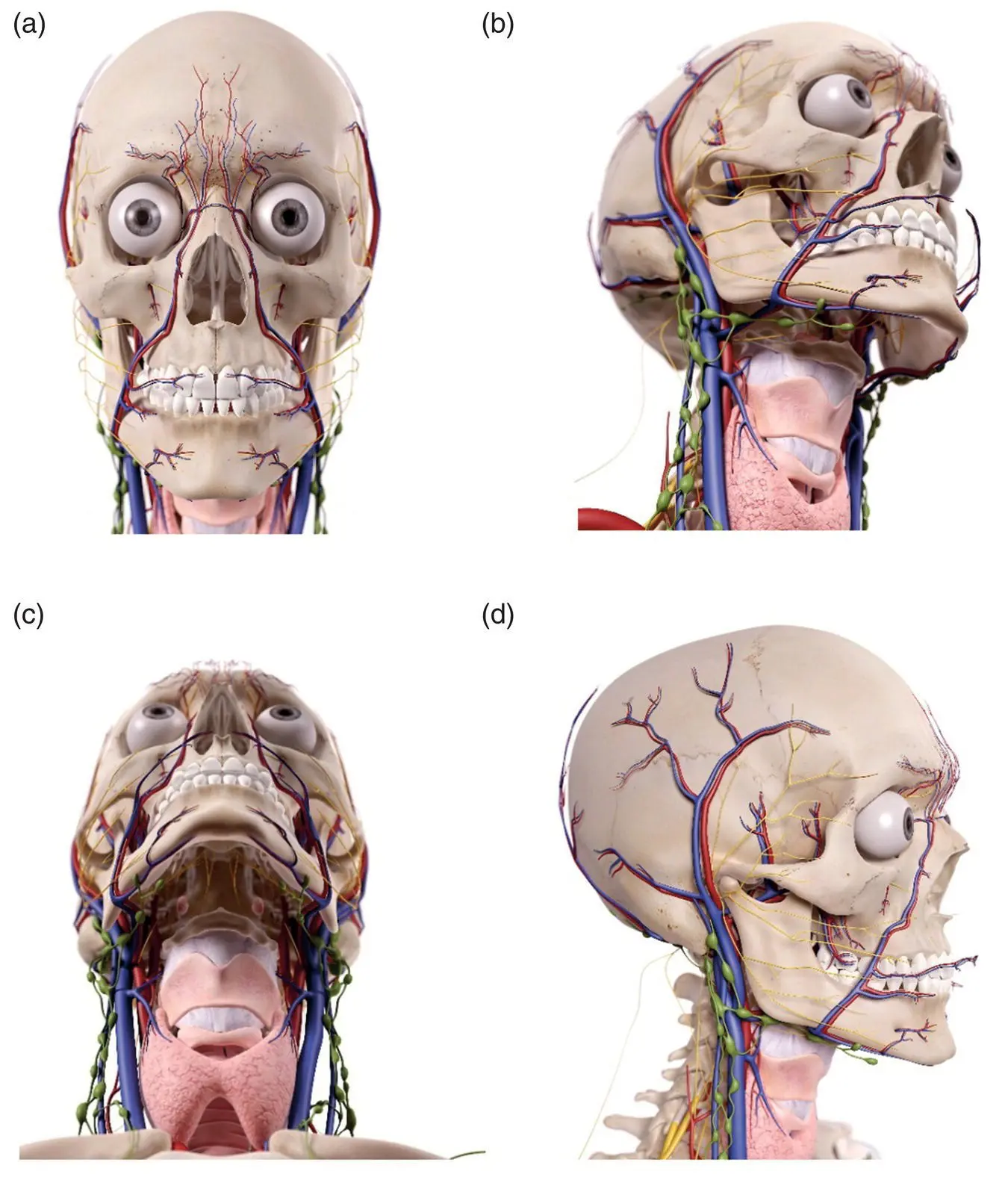Figure 66 Anatomical rendering of head and neck structures unlabeled a - фото 28