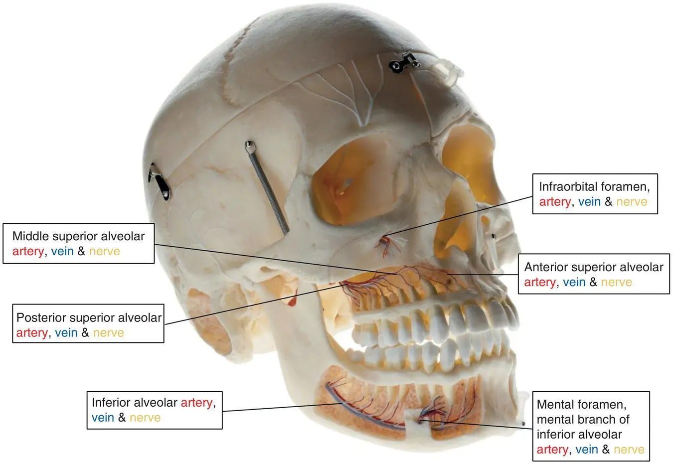Figure 64 Innervation and vascular supply of the maxillary and mandibular - фото 26