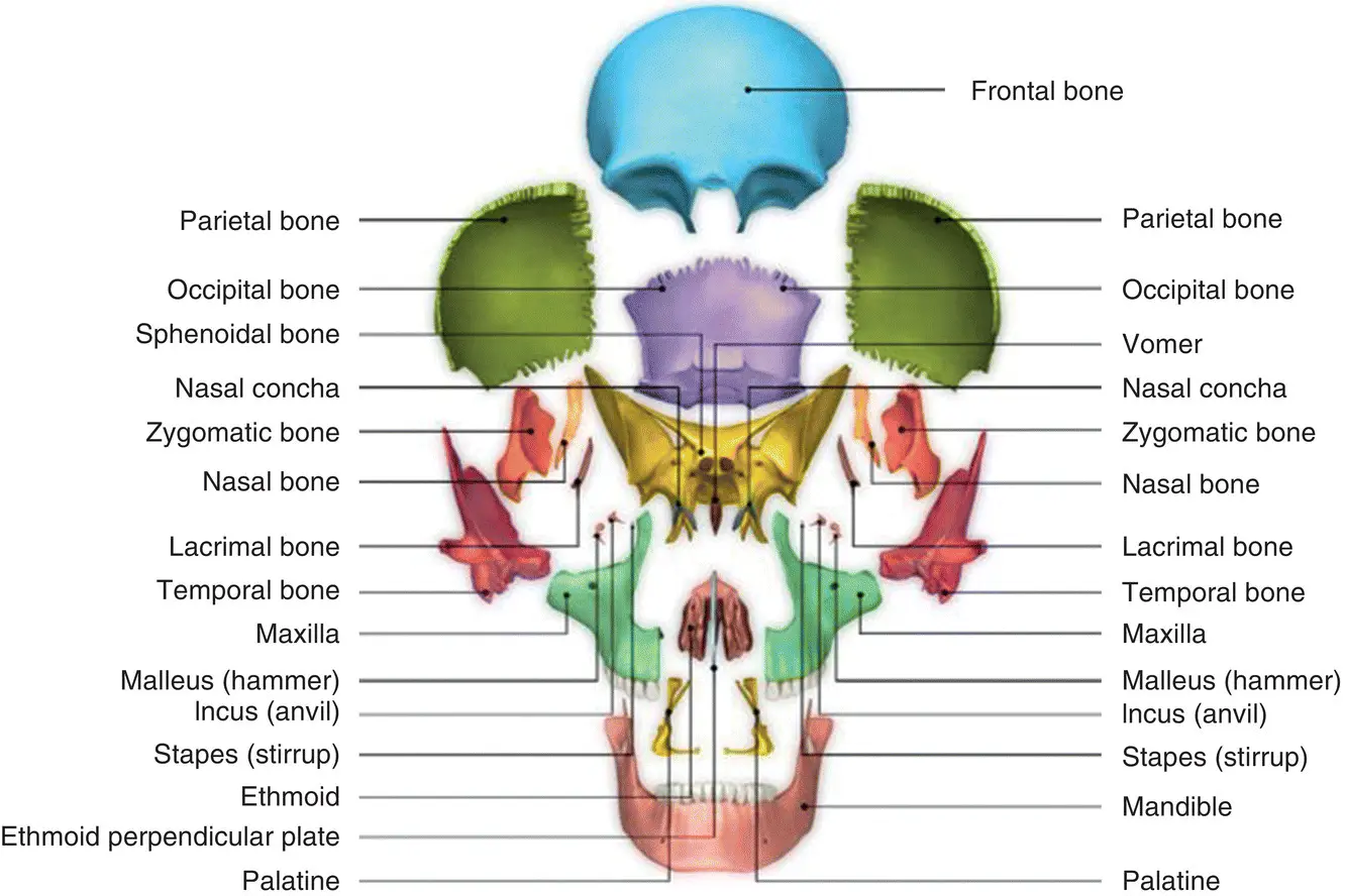 Figure 61 Osteology of the skull exploded view Source - фото 23