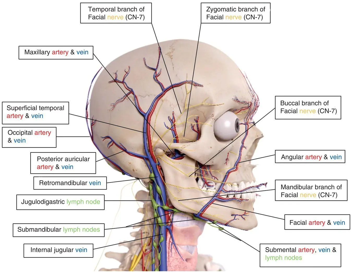 Figure 65Anatomical rendering of head and neck lateral view Source - фото 27