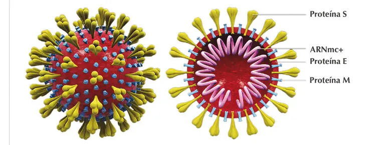 Fuente imagen adaptada de Scientific Animations Inc 2020 De acuerdo con el - фото 3