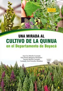 Ana Cruz Morillo Coronado Una mirada al cultivo de la quinua en el departamento de Boyacá обложка книги
