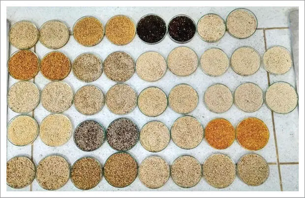 Fuente Manjarres 2020 Figura 10 Sección media longitudinal del grano de - фото 10