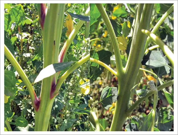 Fuente Manjarres 2020 Dentro de una misma planta las hojas son de - фото 5