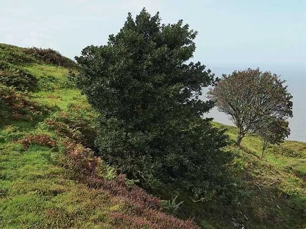Abbildung 7 Wilde Stechpalme im Englischen Holly in Somerset England - фото 13