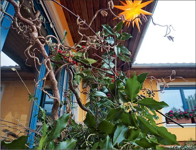 Abbildung 12 Gesteck mit Ilex zu Weihnachten Die als giftig eingestuften - фото 18