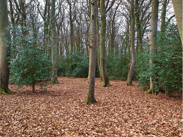 Abbildung 8 Stechpalmenwald eine zweite Bestandesschicht unter den Altbuchen - фото 14