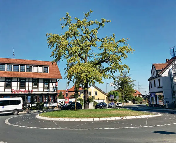Abbildung 4 Falsche Annahmen zum Wurzelsystem haben bei dieser Eiche - фото 24