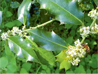 Abbildung 4 Hübsche Blüten im Mai mit Bienen als Bestäuber In natürlichen - фото 10