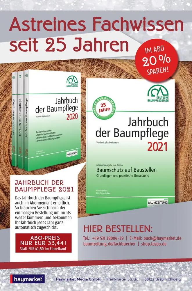 Baum des Jahres 2021 die Stechpalme Ilex aquifolium Ihre Eigenschaften und - фото 6