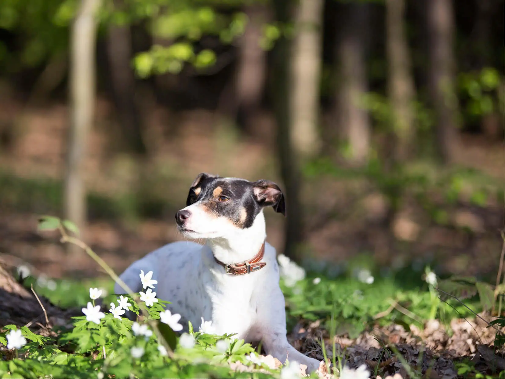 Lieblingsplätze mit Hund Bayerischer Wald - изображение 2
