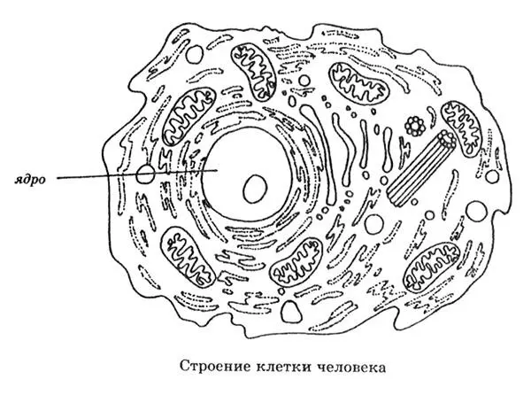 Постепенно стало очевидным что носителем наследственности выступает либо сама - фото 114