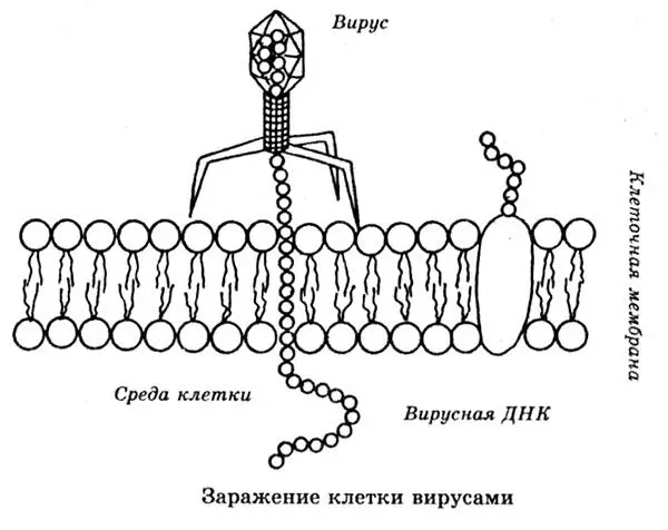 Впрочем нельзя сказать чтобы вирусам отдавалось предпочтение Выбор вектора - фото 117
