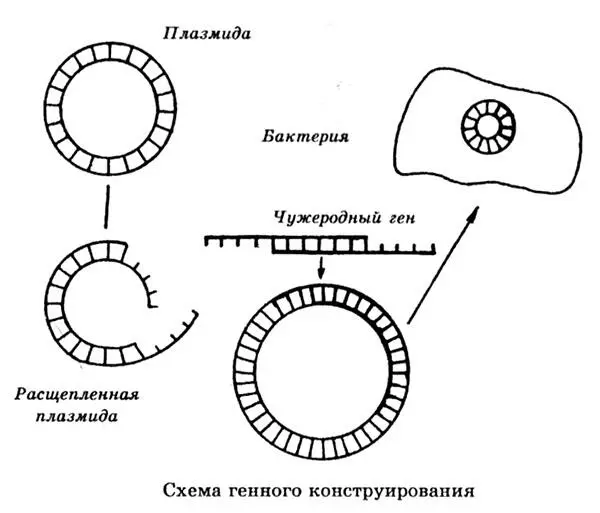 Генетическое конструирование включает в себя помимо создания трансгенных - фото 118