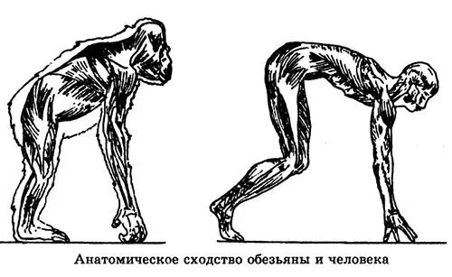 Однако в течение длительного времени родство человека с живой природой упорно - фото 128