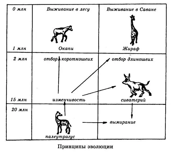 Последняя ветвь древних жирафов осваивала открытые саванны Здесь выживали - фото 129